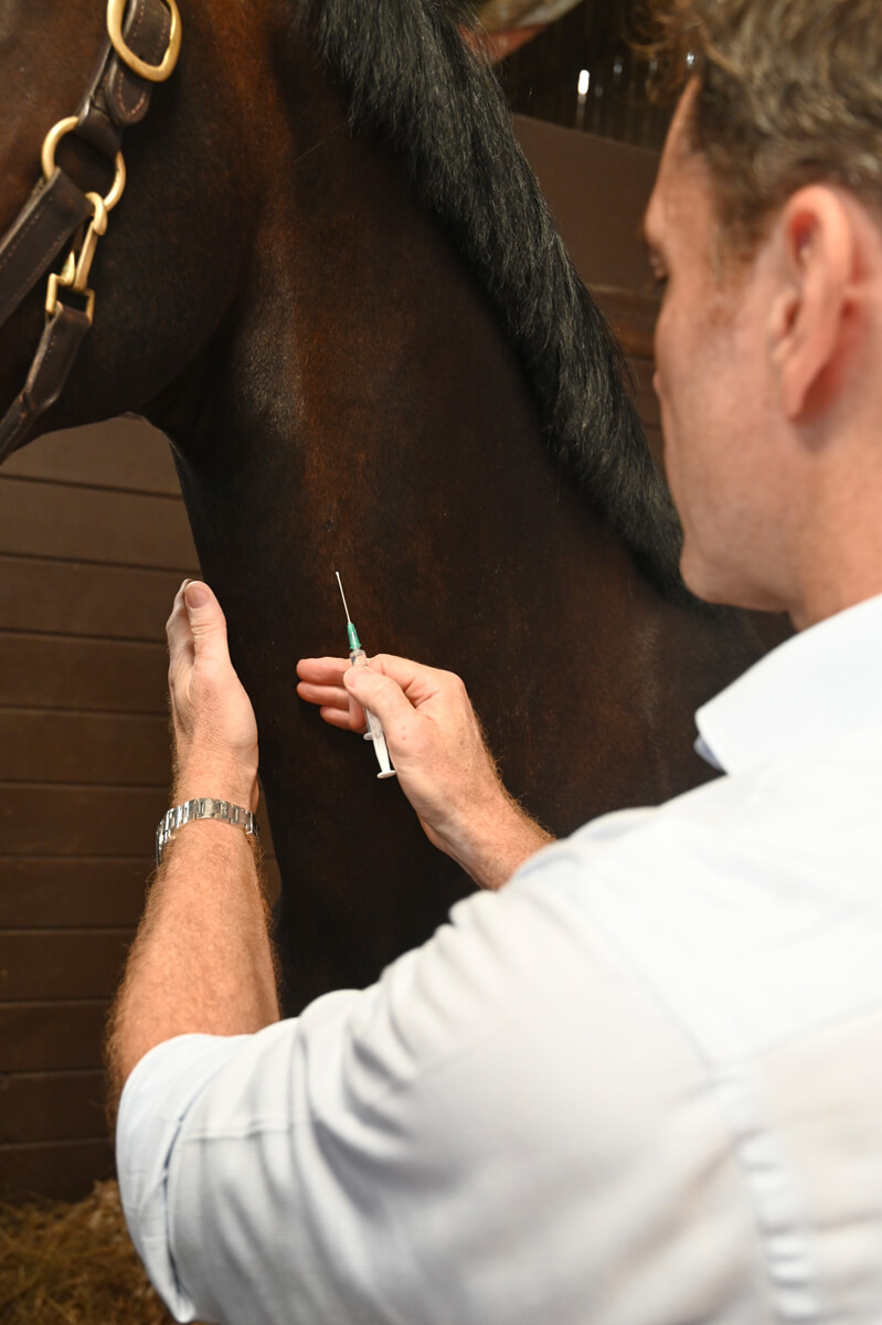 Surrey Hills Equine Dentistry Side 1